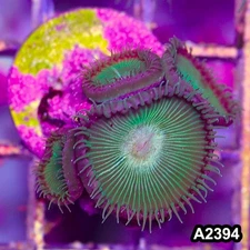 Item#A2394BT2394(S) WYSIWYG Indo Ultra Palythoa Frag