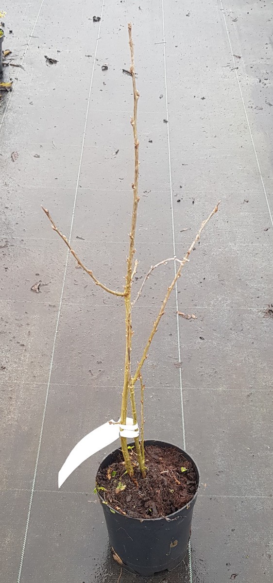 Caragana arborescens en conteneur de 2L | Arbuste pour haie bocagère