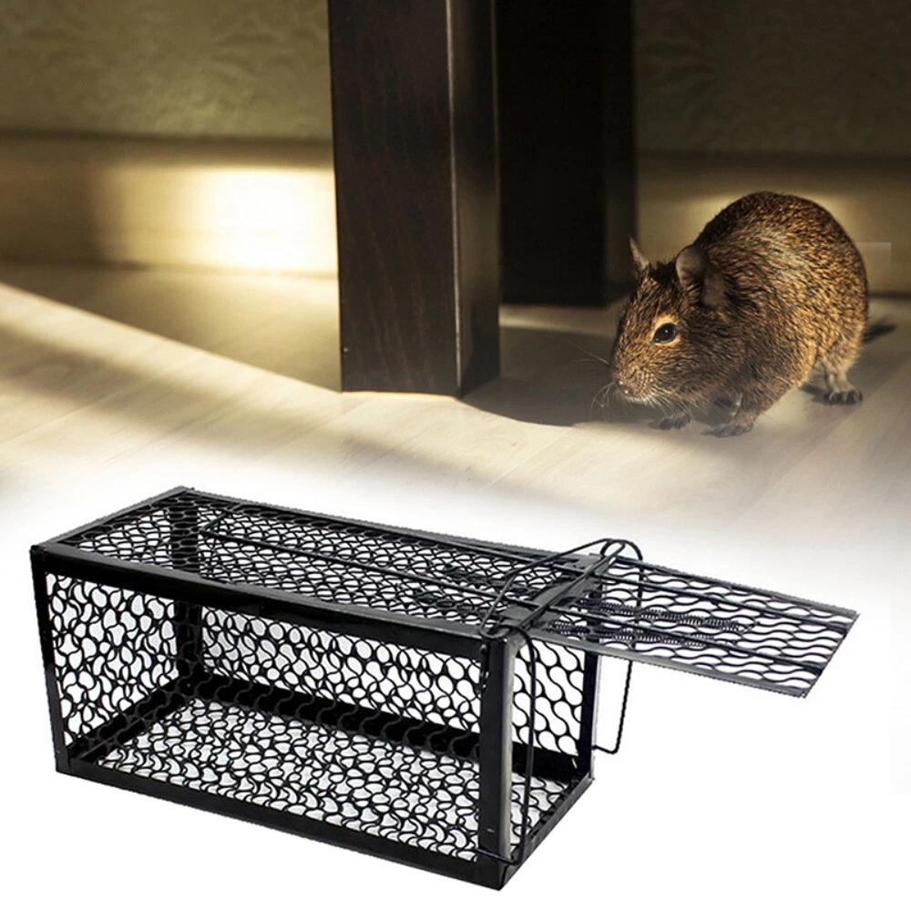 Mice catcher 2024