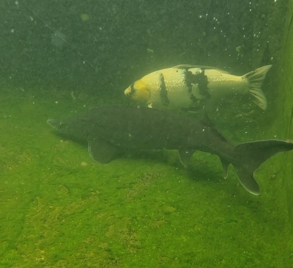 Sturgeon Pond Fish 4ft eBay