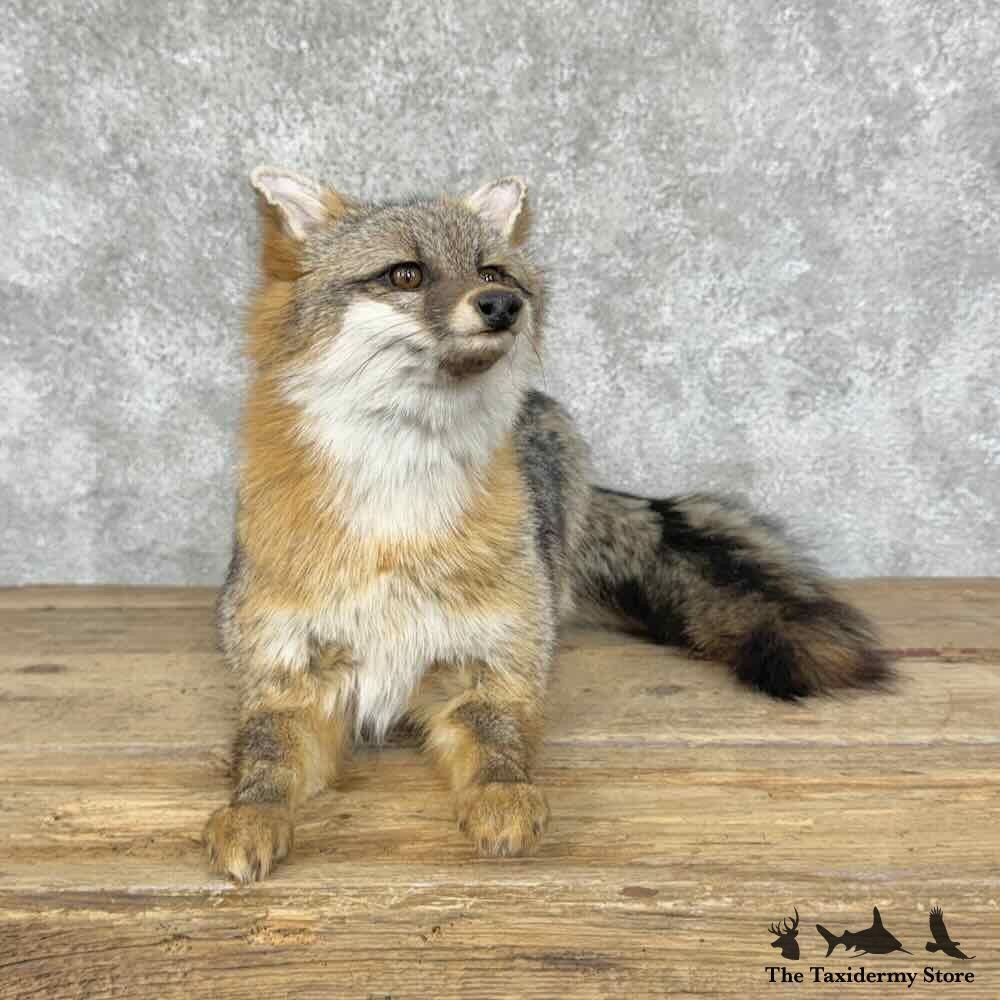 31567 E | Grey Fox Life-Size Taxidermy Mount For Sale | eBay