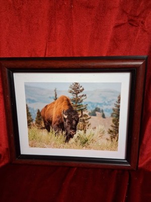 American Bison Buffalo Portrait Framed Art Print Western Wildlife Decor