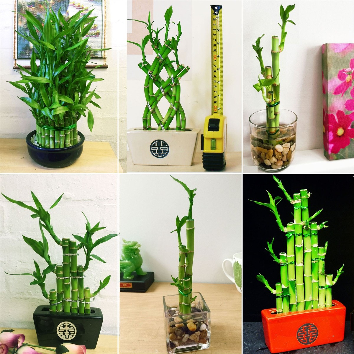 korbmarante bilder Calathea