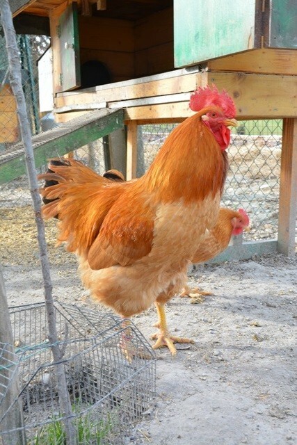 Uova Fertili E Feconde Di Pollo Livorno Collo Argento - Foto 4