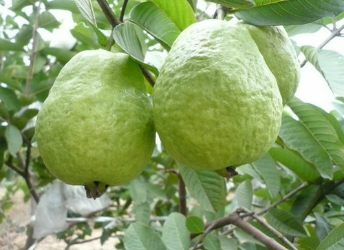 300 White Guava Seeds Psidium guajava Seed Organic Fruit - Picture 7 of 7