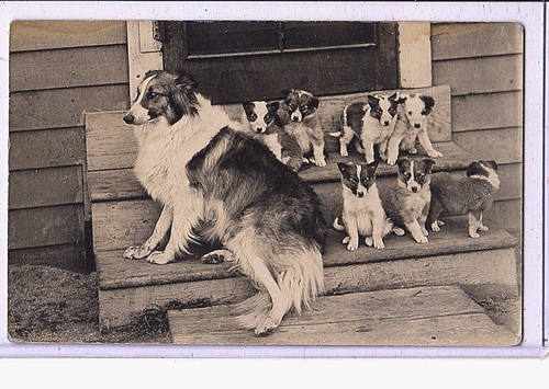 Real Photo Postcard RPPC - Animal - Collie Dog and Her Seven Puppies