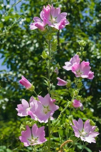 Alcea pallida (Turkish Hollyhock) - 30 seeds