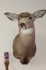 Mule Deer Head Shoulder Mount Taxidermy Mount Antler Hunt Whitetail Rack Hide