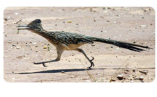 roadrunner photo license plate made in usa