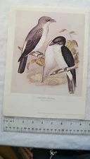 Vintage illustration: Coracina Bicolor / Pluvialis Squatarola