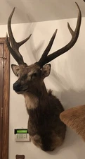 Sambar deer taxidermy shoulder mount Stag (Asia)