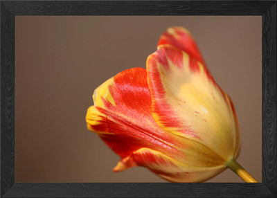 Tulpenblüte Nahaufnahme Gerahmtes Wandbild Poster Leinwanddruck Bild