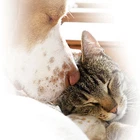 Homeward Bound Pets Humane Society