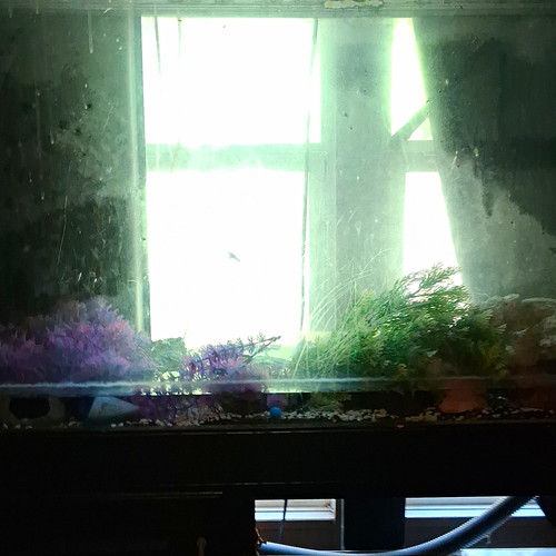 Glass Rectangular Aquarium Fish Tank with Metal Stand - Fish Tank with Stand