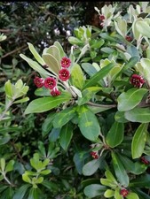 Pittosporum crassifolium  Karo  Stiffleaf Cheesewood  20 Seeds