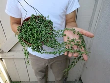 String of Pearls Succulent-Senecio