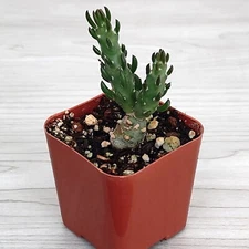 Cactus Plant - Austrocylindropuntia Subulata Eve's Needle- In 2" Pot