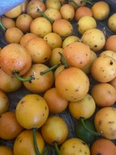 GARCINIA INTERMEDIA (AKA LEMON DROP MANGOSTEEN/MONKEY FRUIT)SEEDLINGS RARE FRUIT