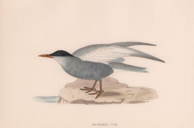 Schnurrseeschwalbe. Morris's British Birds. Antiker Farbdruck 1870 alt