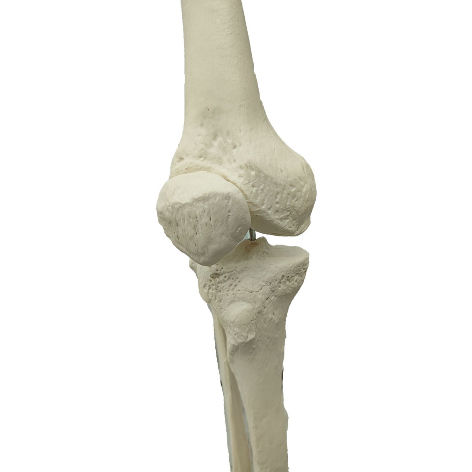 Medical Anatomical Human Skeleton Model 66.9in Life Size Skeletal Teaching Model