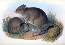 WOYLE BRUSH TAILED BETTONG GLOSSY POSTER PICTURE PHOTO PRINT BANNER 10818