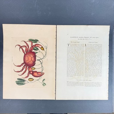 Antique Mark Catesby Hand Colored Copperplate Engraving Land Crab Plate 32