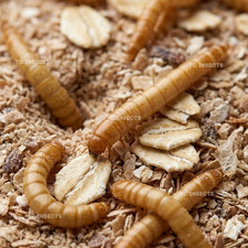 250 Live Mealworms - FREE Shipping Bulk, Grown Organic in Texas