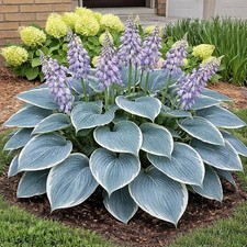 Bressingham Blue Hosta Plant for Growing-Perennial 5 Roots 
