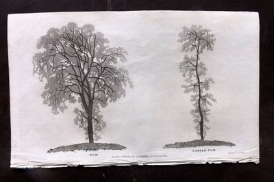 Simeon Shaw 1823 Antique Botanical Print. Elm & Lopped Elm Tree