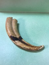 zanna di facocero singola