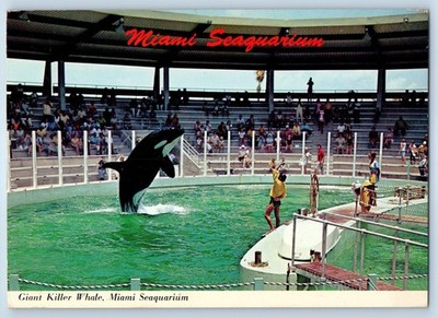 c1975 Miami Florida FL Postcard Leaping Giant Killer Whale Perform Seaquarium