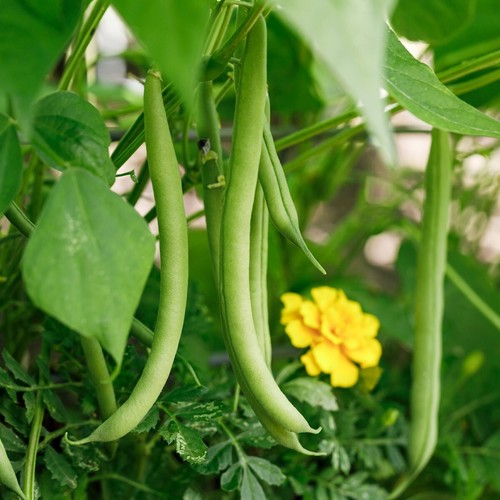 1/4 Lb Provider Green Bush Bean Seeds - Everwilde Farms Mylar Seed Packet - Picture 2 of 2