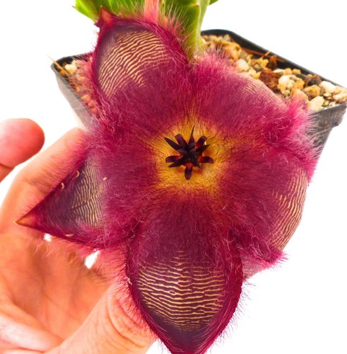 Stapelia hirsuta - Picture 4 of 4