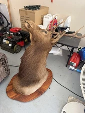 Mounted Elk Head