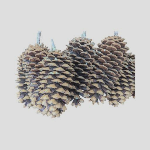 Set of 4 all natural Sugar Pine Pine Cones 9" From Oregon