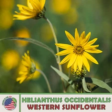 50 Western Sunflower Seeds, Helianthus occidentalis, No-Leaf, Native Perennial