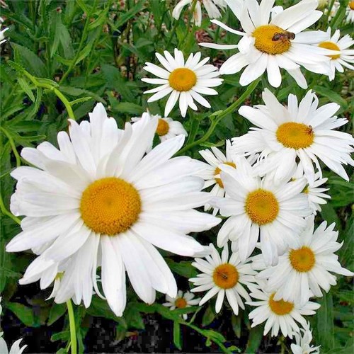 501+SHASTA DAISY Seeds Native Wildflower Summer Flower Garden Container Easy - Picture 3 of 12