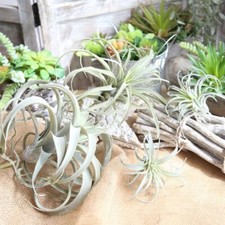 Fake Artificial Bromeliads Grass Air Plants Succulents Flowers Home Decoration