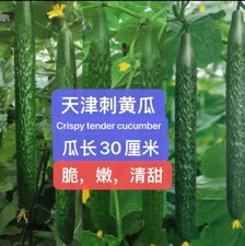 30+ Hybrid TianJin Tender Cucumber Seeds harvested in 2024. 30多粒2024年产杂交天津刺黄瓜新种子