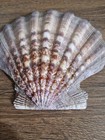 Lions Paw Sea Scallop Shell approx. 5 1/2" wide and 5 1/2" tall, Stunning Colors — photo 2