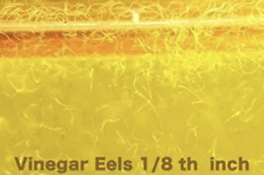 2 OZ LIVE VINEGAR EEL CULTURE Turbatrix Aceti Starter Fry Food Guppy Betta B2G1 eBay