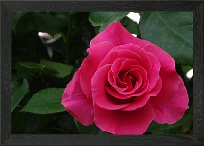 Rosa Rosenblüte gerahmtes Wandbild Poster Leinwanddruck Bild