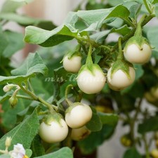NEU Aubergine JAPANESE WHITE EGG Samen 10+ samenfeste frühe ertragreiche Sorte