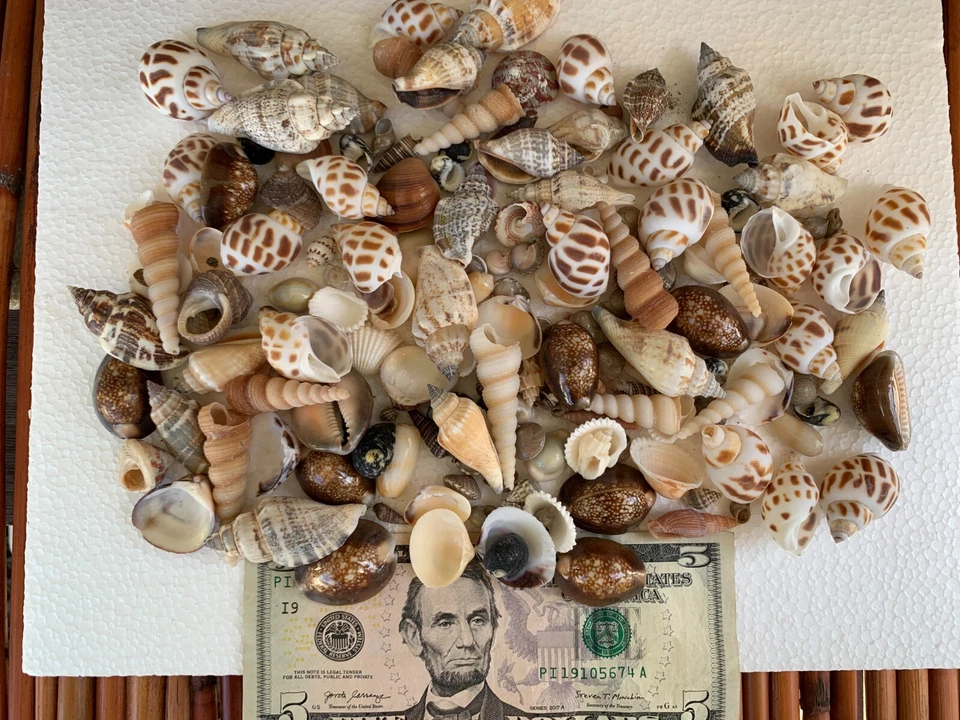Assorted Mixed Seashells Sea Shells Best Price US Seller FREE Ship! - Image 3 of 4