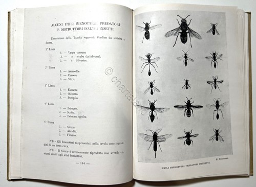 E. Roncoroni - Illustrazioni sugli Insetti - 1^ ed. 1937 - Picture 3 of 3