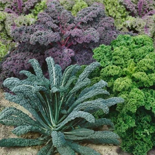 400+ KALE GARDEN BLEND SEEDS -- COLORFUL MIX -- MICROGREENS