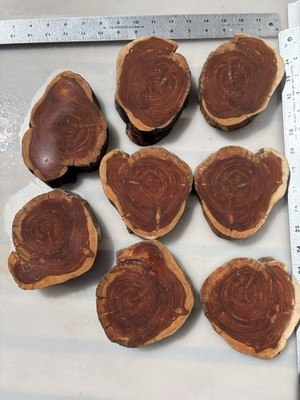 Live Edge Cedar/Juniper Cookies Charcuterie Hybrid Craft- Lot Of 8 Thick X Cuts