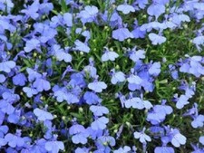 Semillas de lobelia azul Cambridge SEMILLAS DE FLORES AZULES SEMILLA DE FLORES DE LOBELIA