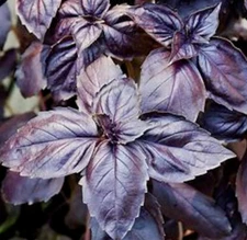 DARK OPAL BASIL SEEDS 400+ "PURPLE BASIL" ANNUAL herb GARDEN FREE SHIPPING 
