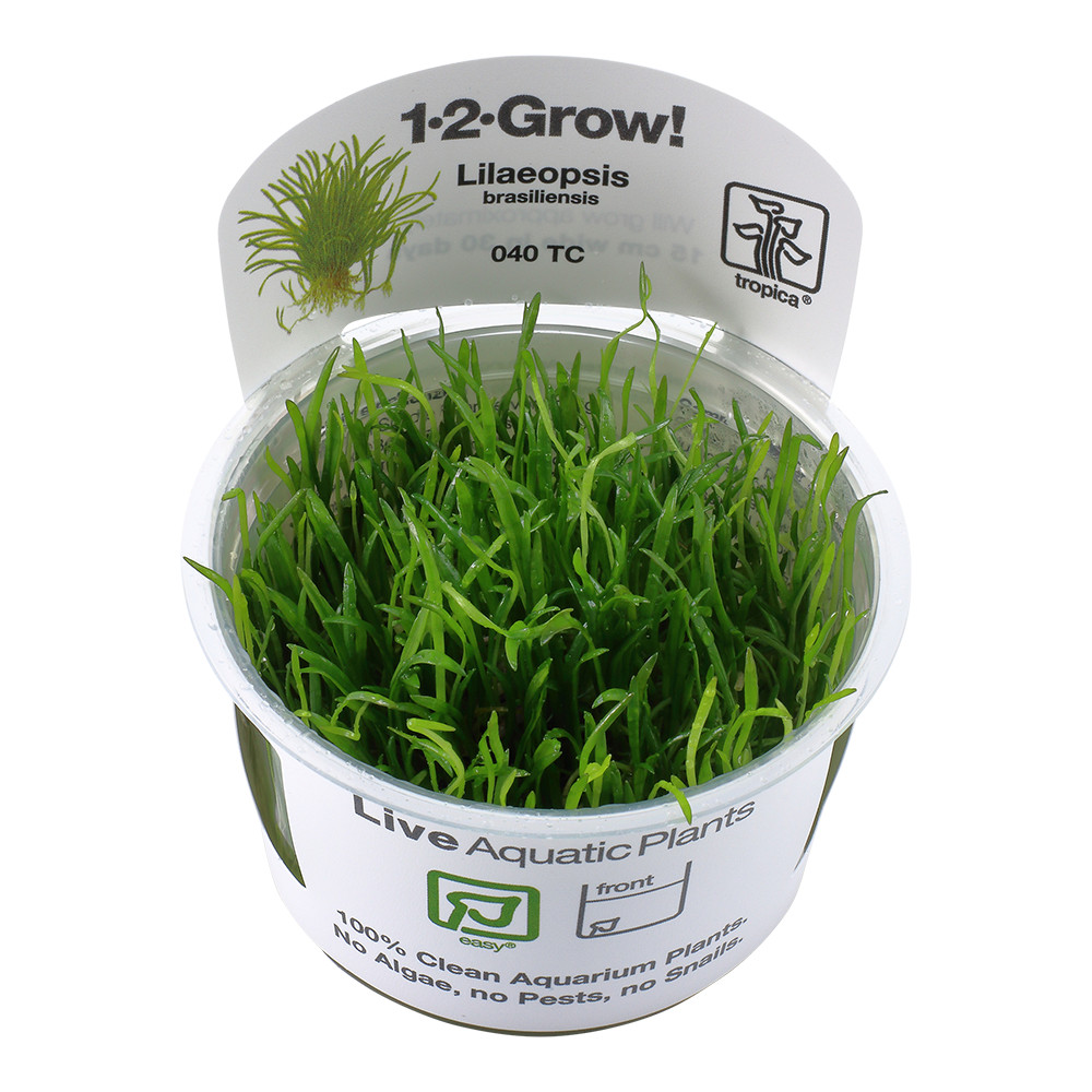 Lilaeopsis brasiliensis Tropica 1-2-Grow In Vitro Aquarium Plant Shrimp Safe